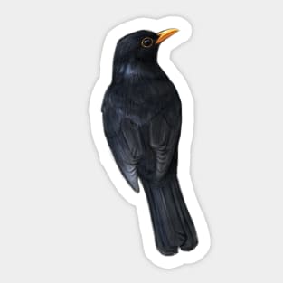 Blackbird Sticker